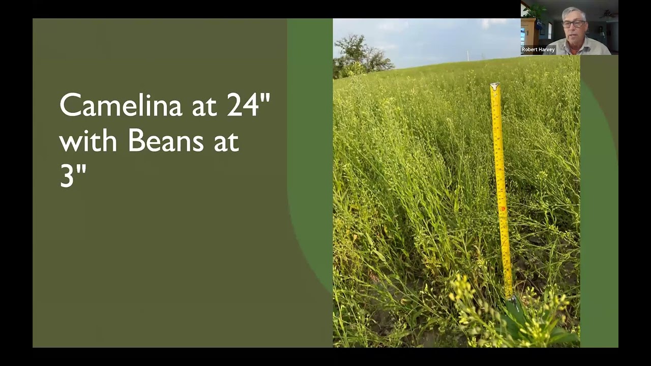 An Alternative Third Crop? Relay Cropping Winter Camelina With Soybeans - Farminar