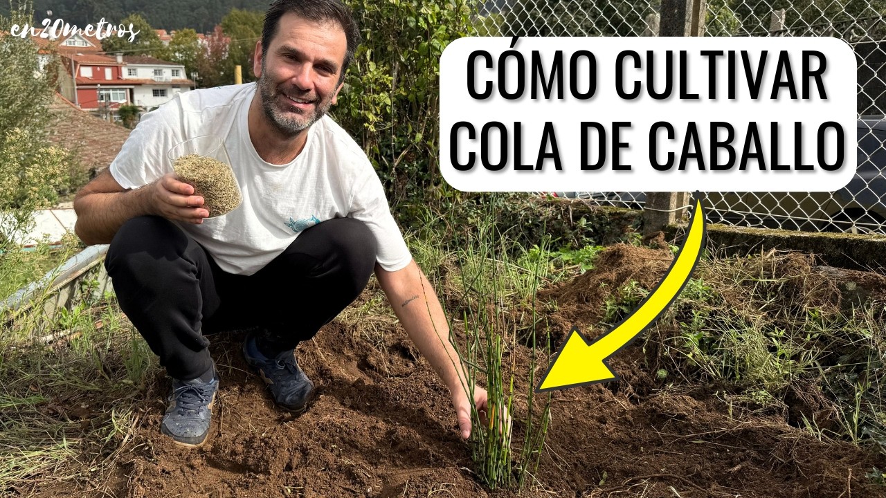 AHORA CULTIVO YO LA COLA DE CABALLO: cómo plantar y cómo usar #equisetum #horsetail || en20metros