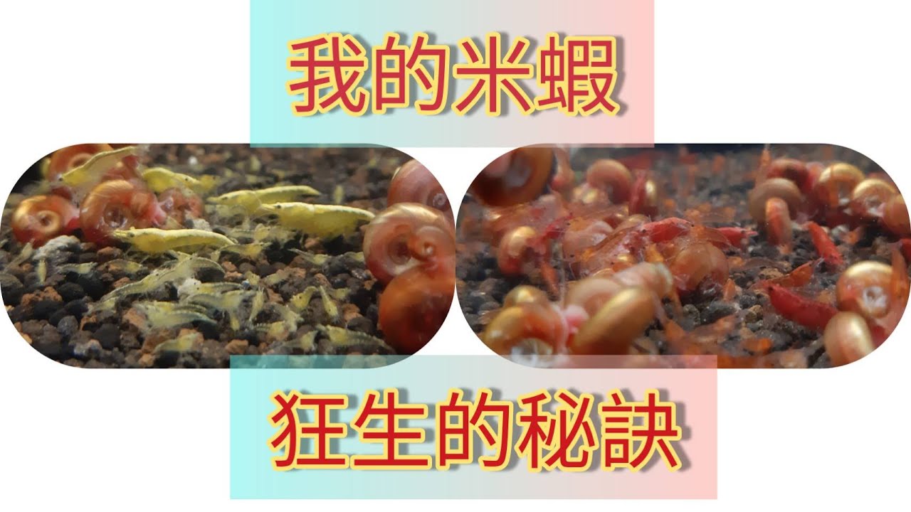 米蝦的爆缸細節