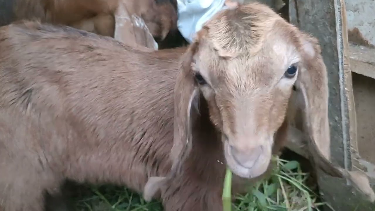 تعالوا شوفوا ازاى عرفت اعالج الجدى الصغير من الجدرى🐐🐐🐐 