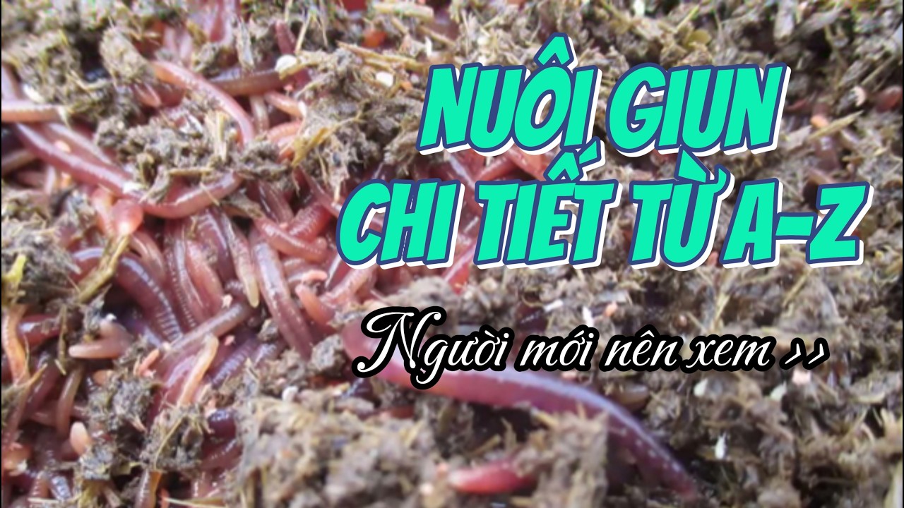 Hướng dẫn nuôi giun chi tiết từ A-Z, Ai đang tìm hiểu nuôi giun không nên bỏ qua video này