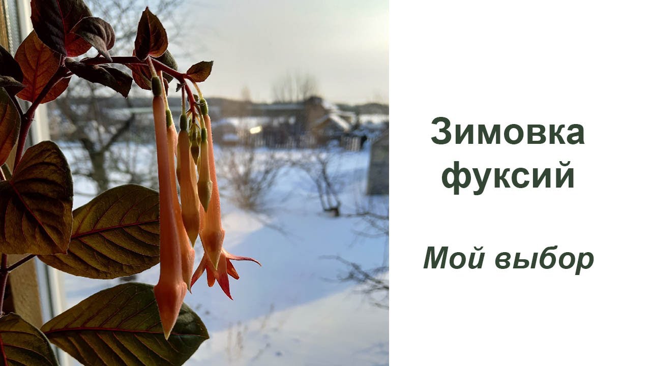Зимовка фуксий. Мой выбор