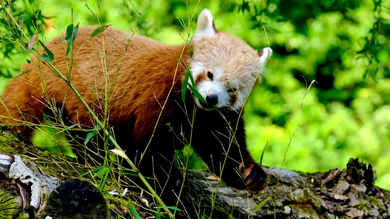 Relaxation Music - Red Panda