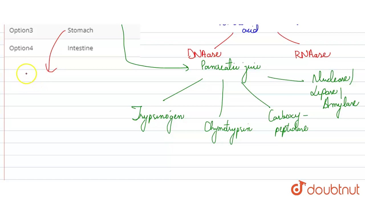 DNase and RNase enzymes produced by