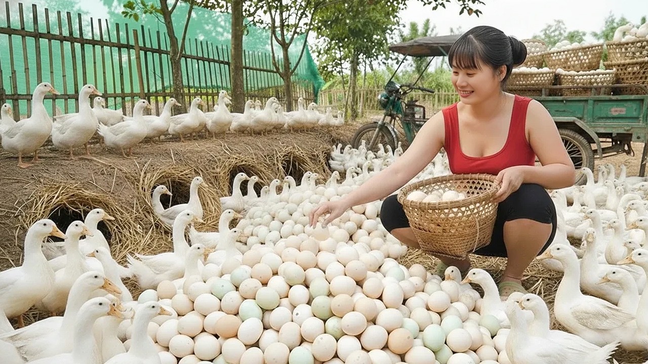 TIMELAPSE: 226 Days Harvesting Many Duck Eggs | Using a 3-Wheeled Truck to Go to Market