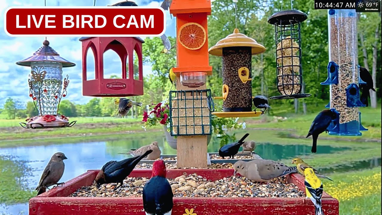 LIVE 24/7 Bird Feeder Cam | Cardinals & Blue Jays &ndash; Missouri Ozarks