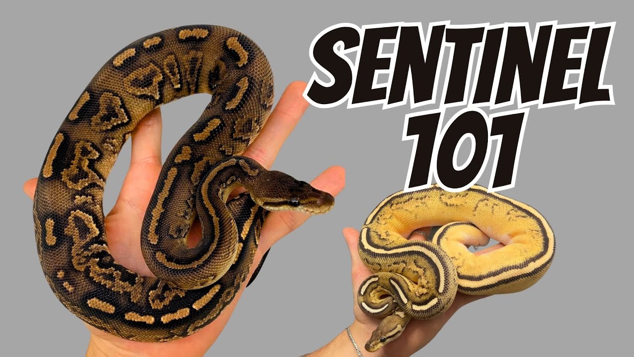 Le Projet Récessif au TOP des Ball Python... SENTINEL