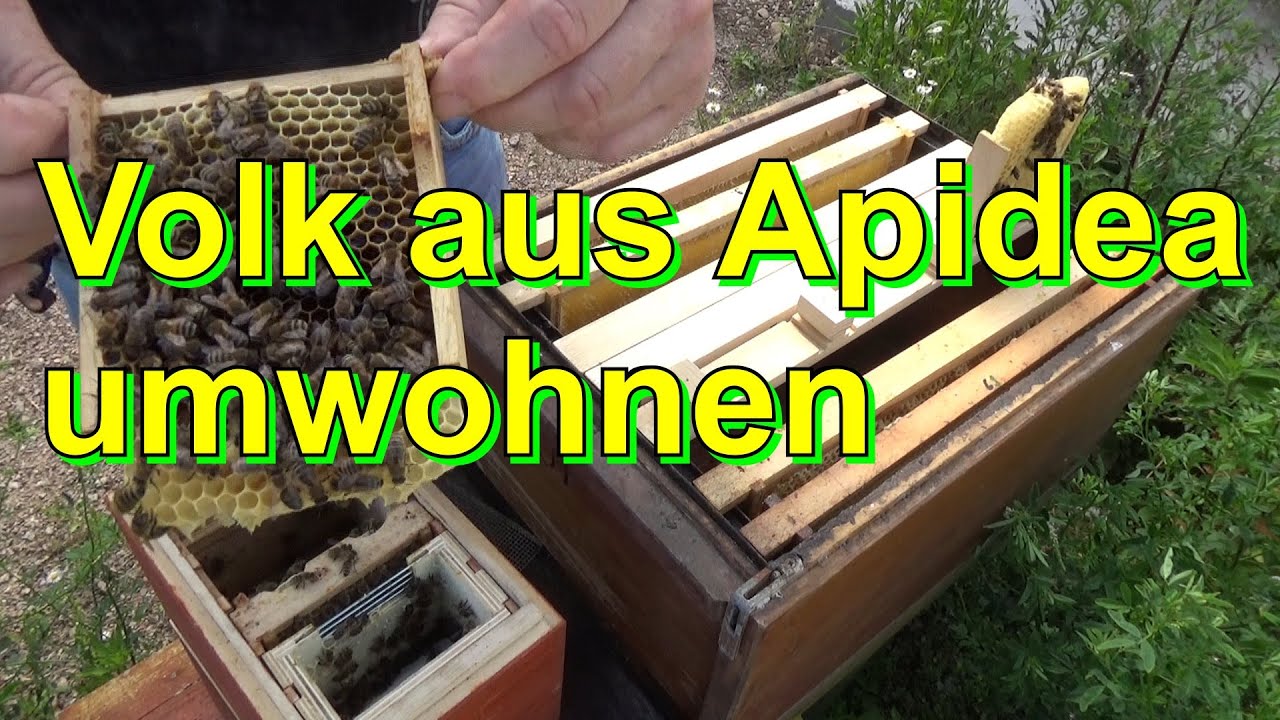 Volk aus Apidea umwohnen