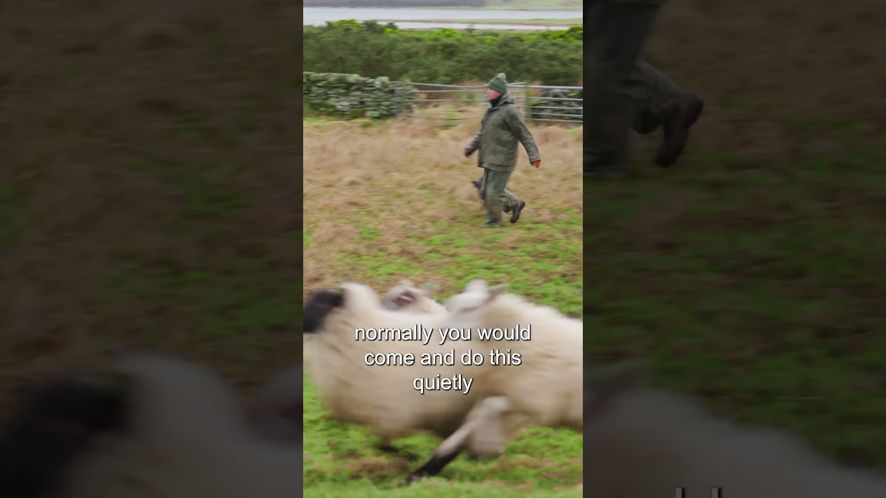 Crazy first day for young sheepdog #WorkingIt Ep8