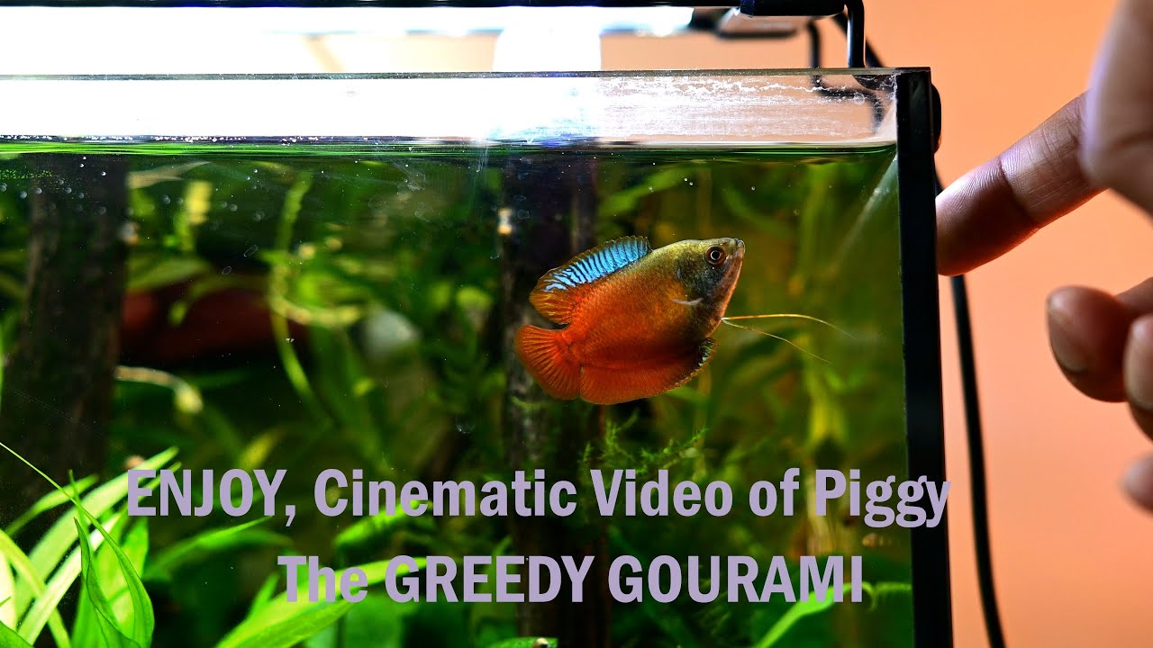 Cinematic video of  Dwarf Gourami ( Trichogaster lalius )
