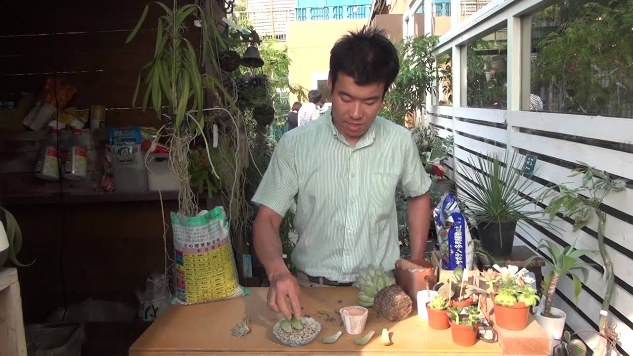 多肉植物の育て方・日常管理 葉差しのやり方