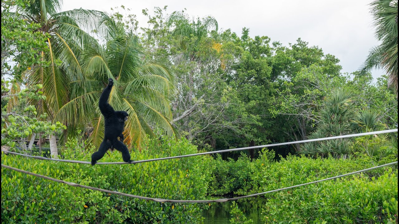 Behind the Scenes - Primate Expedition Cruise
