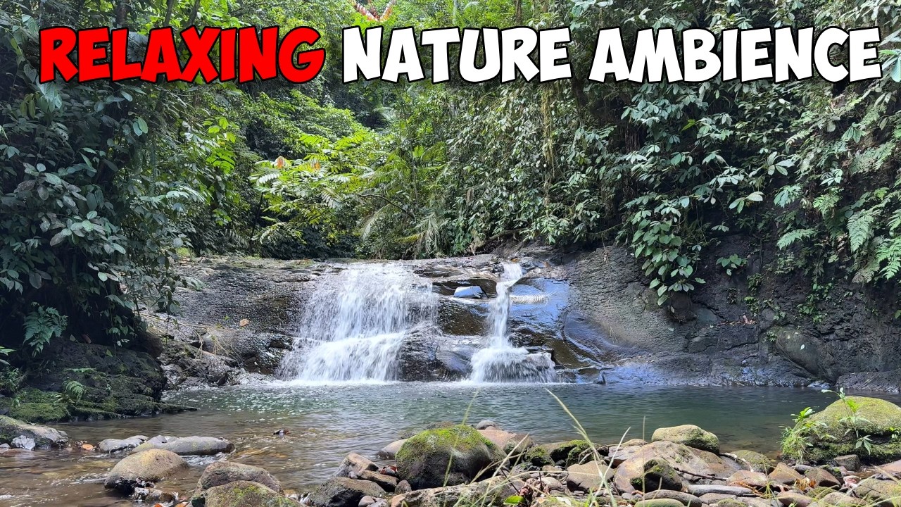 Relaxing Sound of a River in the Jungle | No Music, No Talk | JDTV ASMR