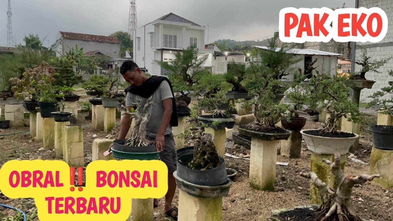 OBRAL‼️BONSAI TERBARU,FULL STOK📞 0823-3163-8393 @JeckpaeyBonsai91 