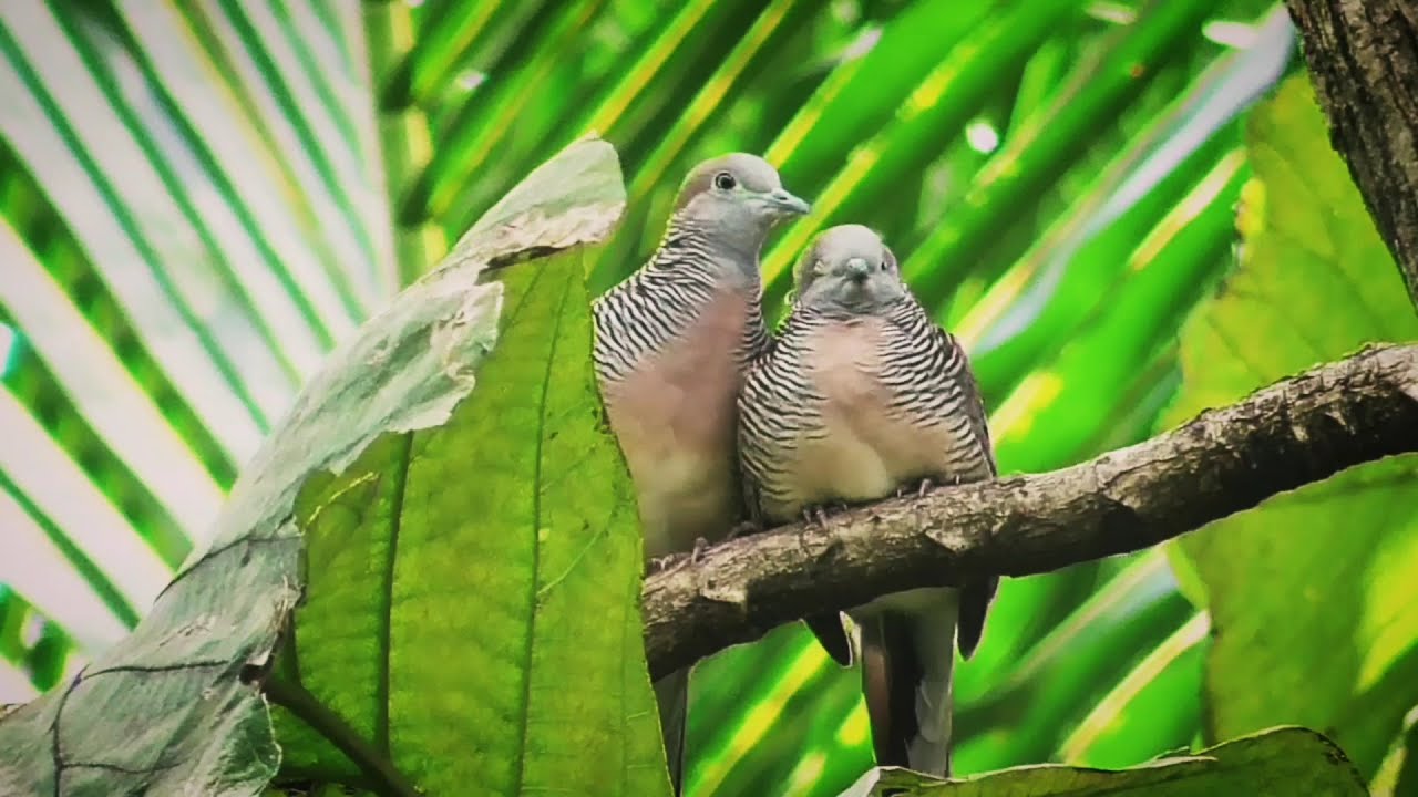 Kehidupan Burung Di Alam Bebas Ada Burung Perkutut Yang Terekam