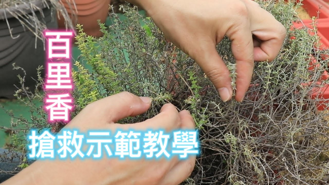 百里香搶救示範教學【2022/06/03】