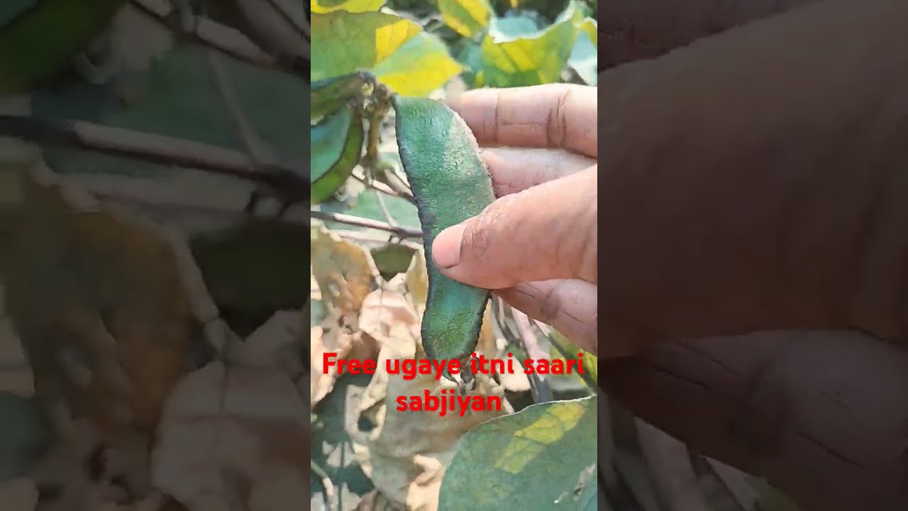 Organic vegetables #gardening #organicgarden #agriculture #organicgardener