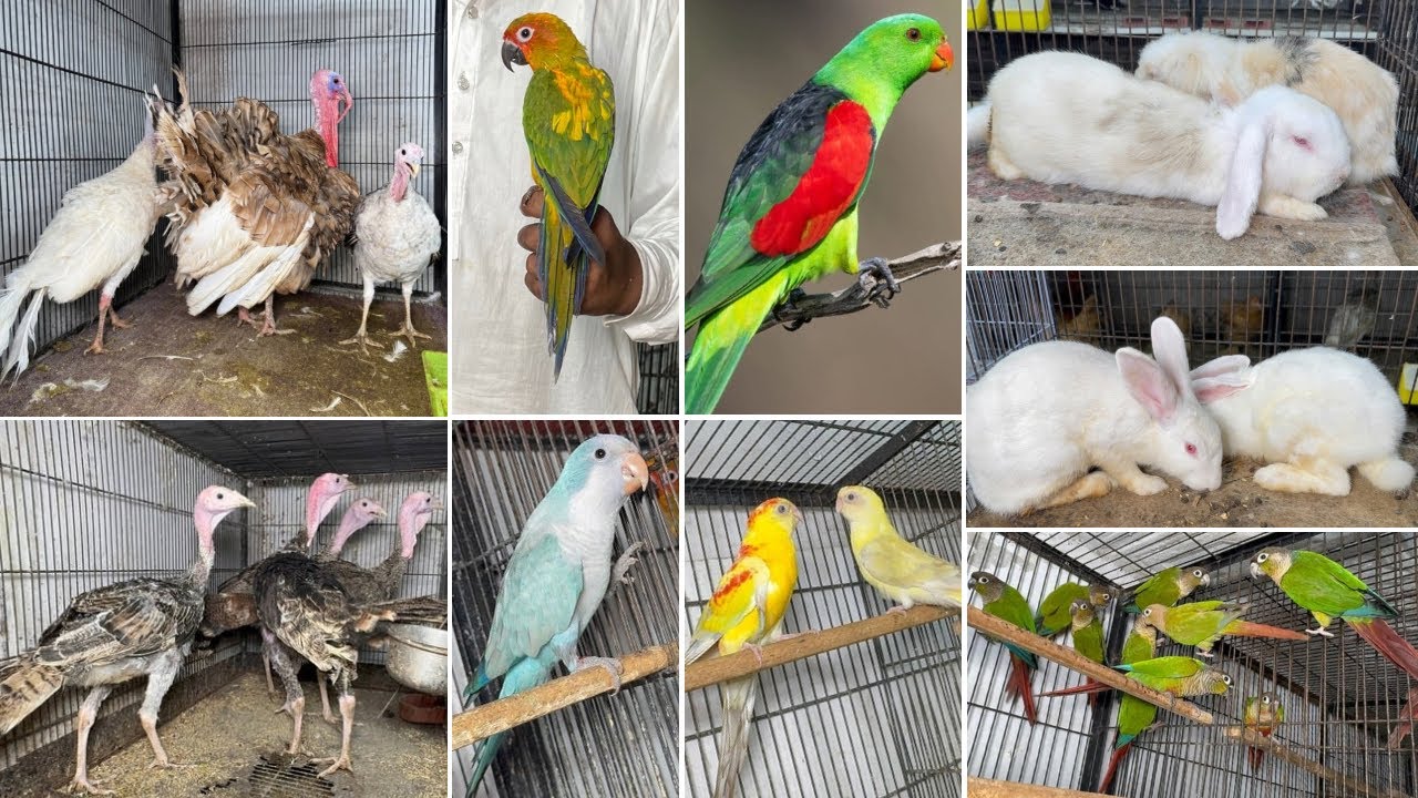 Multan Birds Market Rashadabad Birds Home Shop Latest Update 18 August 2025 |Birds market Pakistan|