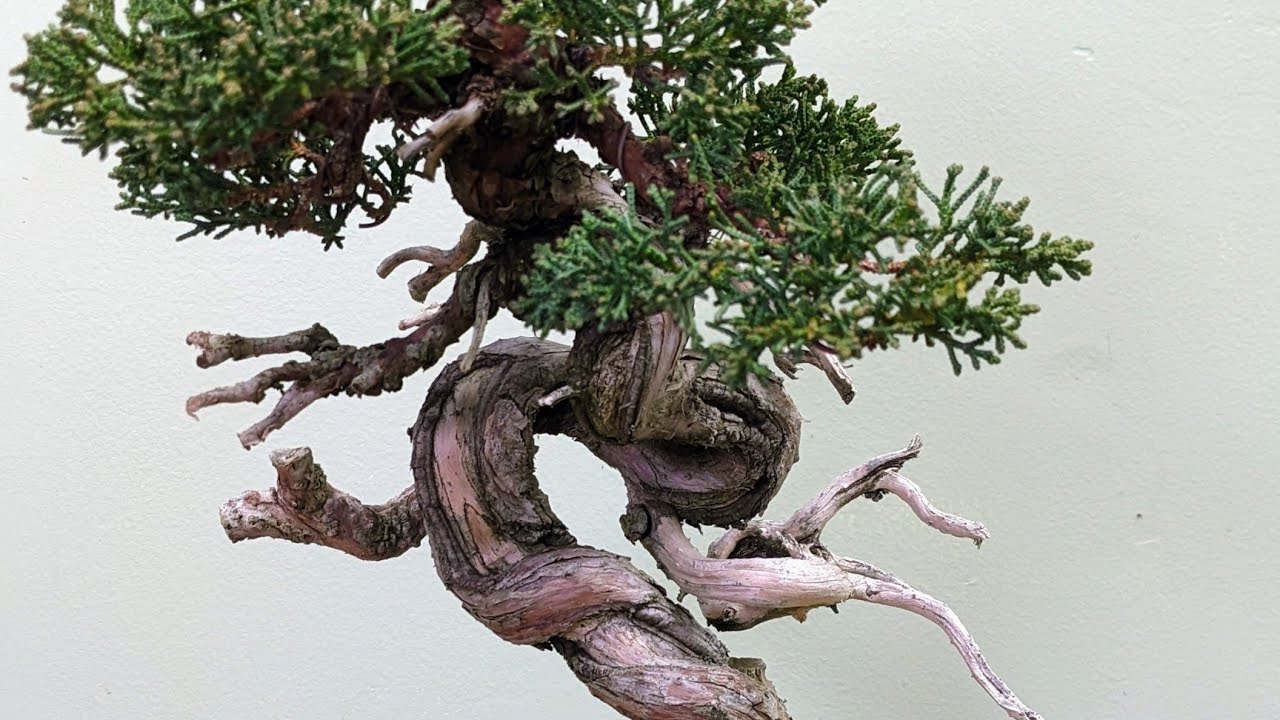 Bonsai Shimpaku Juniper Refinement, Repotting