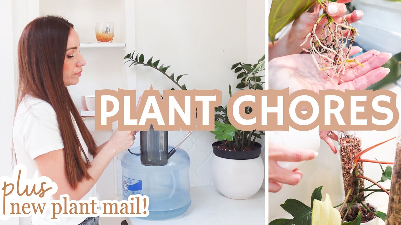 plant chores🌱| NEW plant mail unboxing📦 | watering, pon transfers, moss pole maintenance