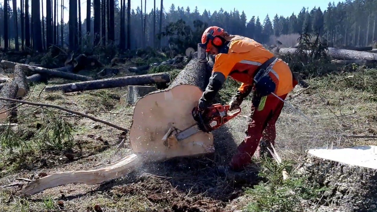 THE BEST WORLDWORK WITH HUSQVARNA 560XP Chainsaw!