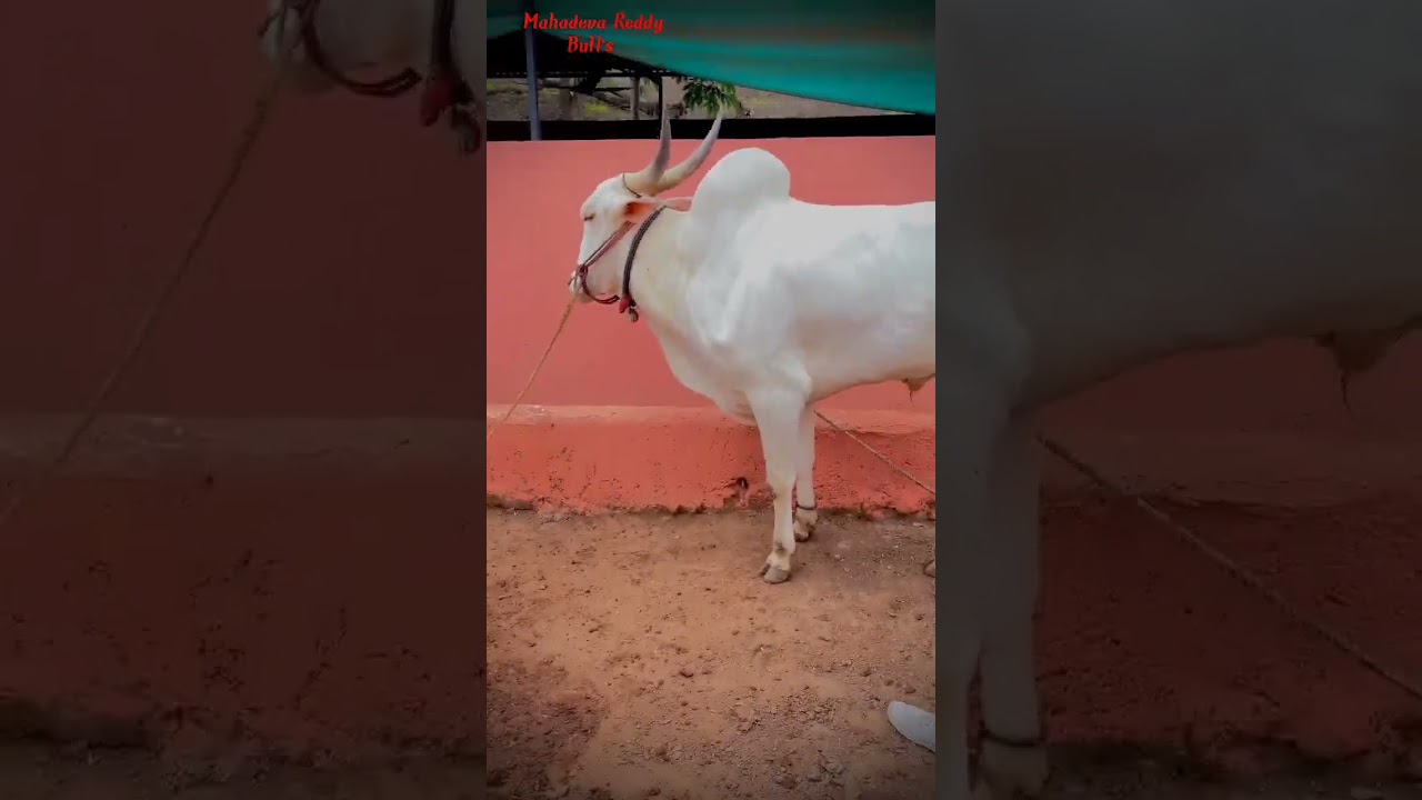 EL DORADO khillar Bull 🔥.#subscribe