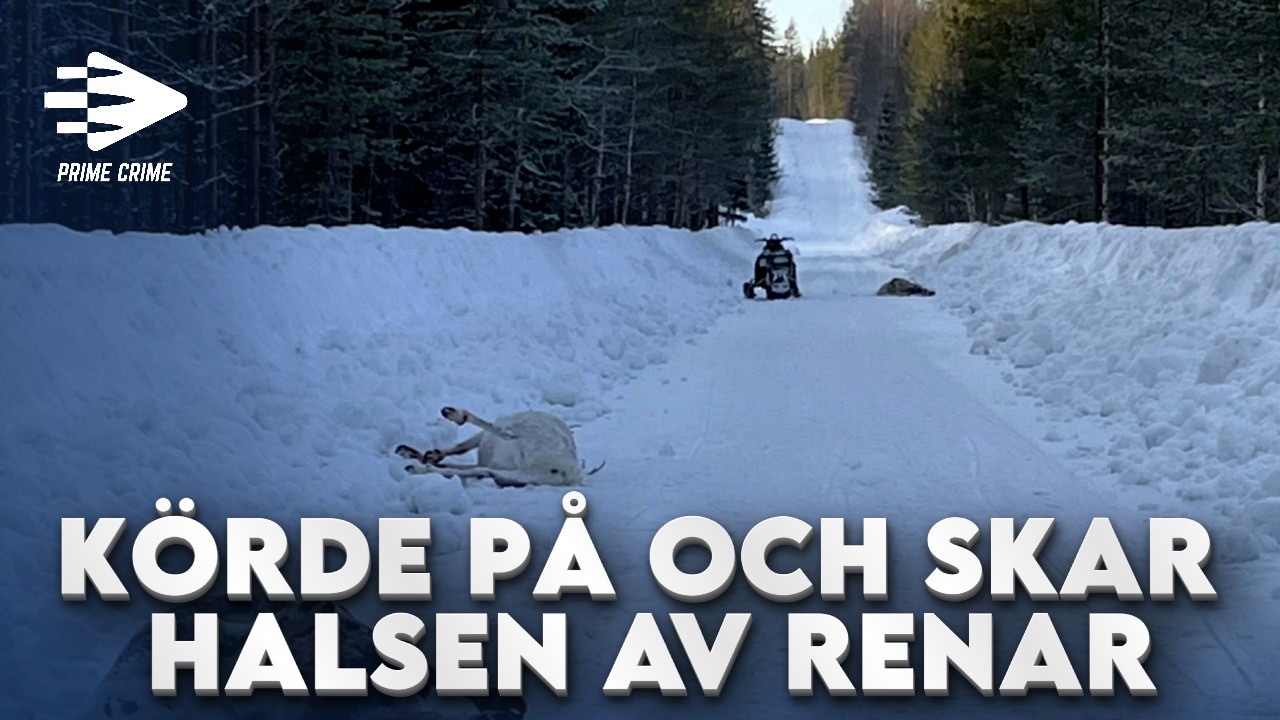 MAN KÖRDE PÅ OCH SKAR HALSEN AV RENAR | HELA RÄTTEGÅNGEN