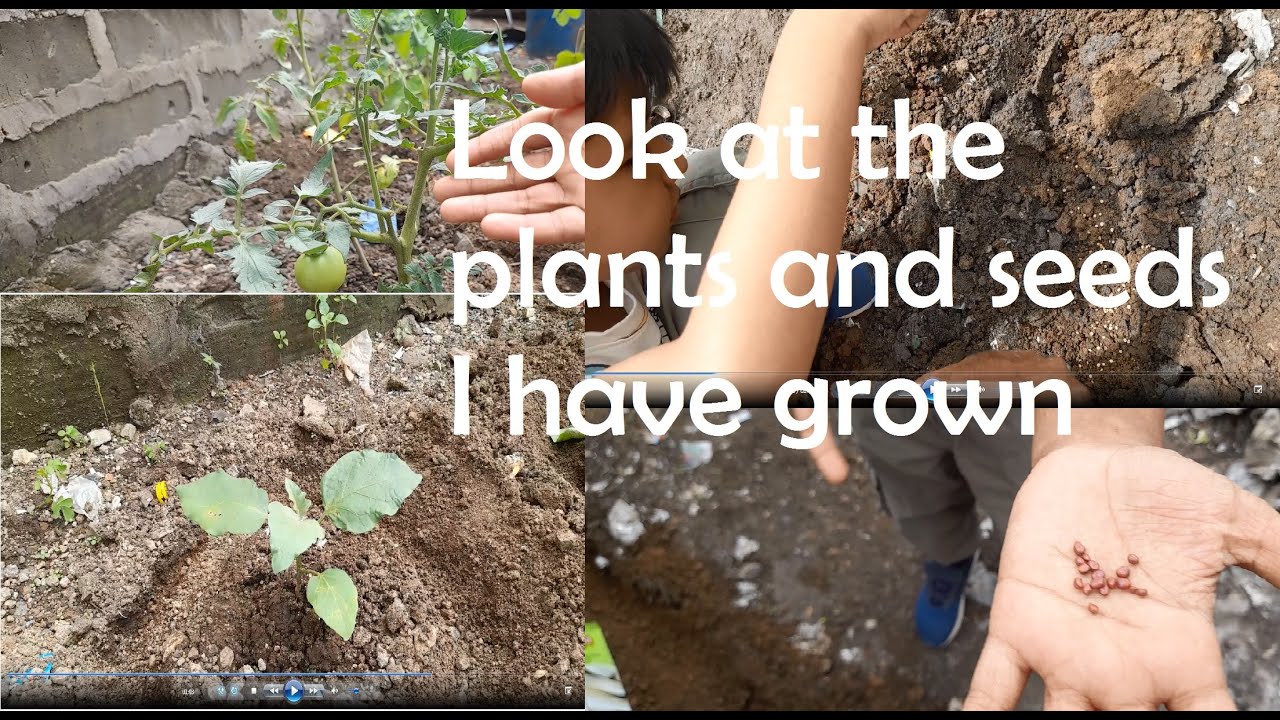 Tattva's Farm - vegetables and plantation