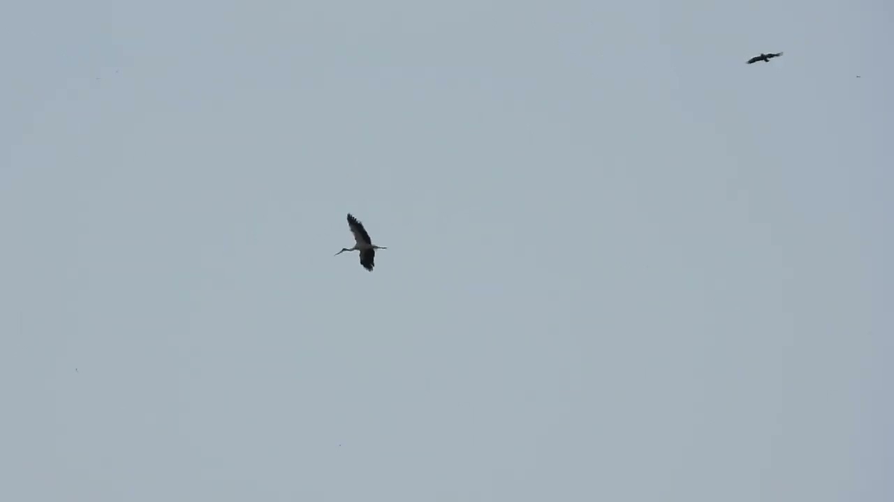 2026 03 15 渡良瀬遊水地　コウノトリ　竜巻