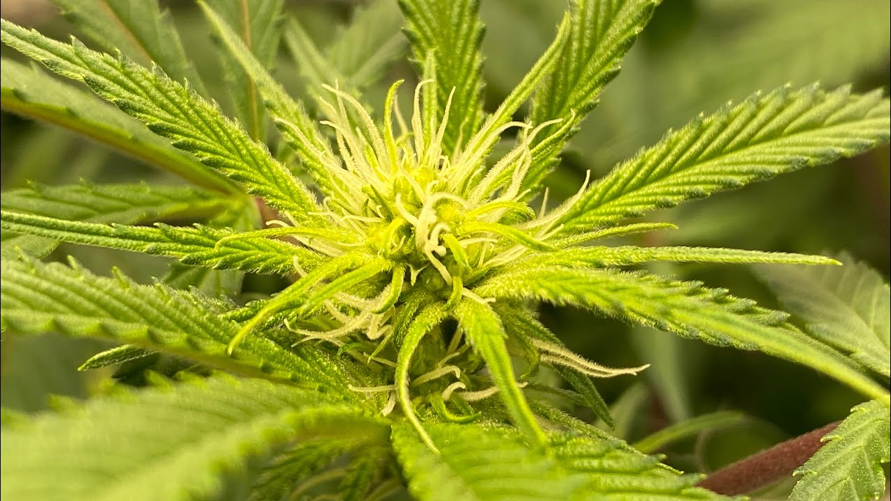 BloomPlus LED Grow: Week 2 Flower, buds forming