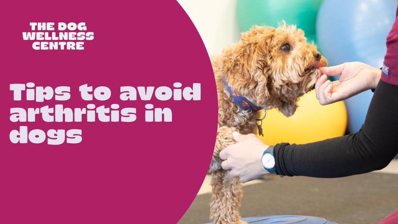 How to avoid osteoarthritis in your dog- Tips from a canine physiotherapist 🐾