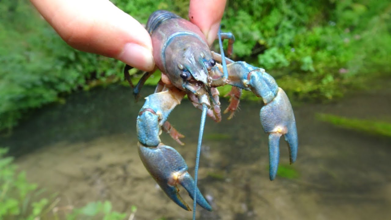 JE PECHE UNE ECREVISSE BLEUE !! MEILLEURE PECHE &Agrave; L'ECREVISSE ( tr&eacute;s grosses &eacute;crevisses am&eacute;ricaines)