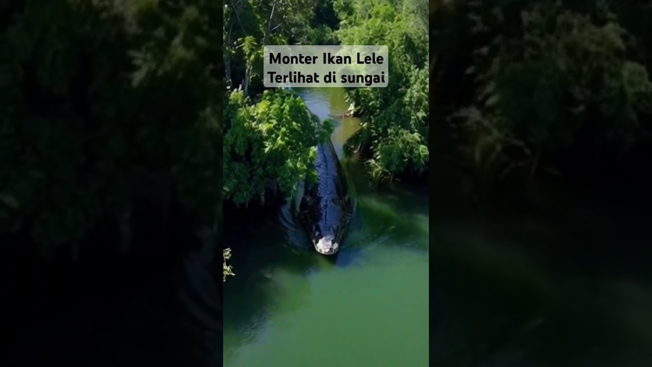 Seram Penampakan ikan lele besar di sungai nelayan #ikan #lele #wildanimals #shotrs #shortsvideo