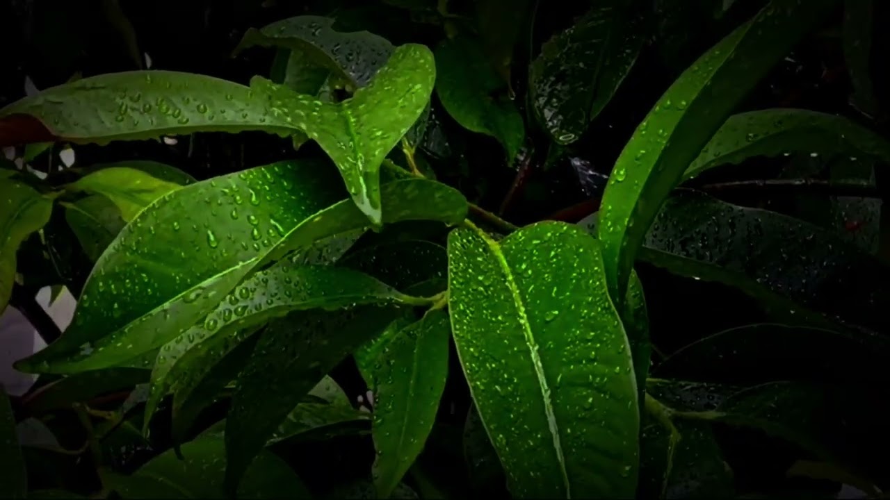 Soft Rain on Tropical Leaves 🍃 | Fall Asleep Fast with Natural Rain Sounds