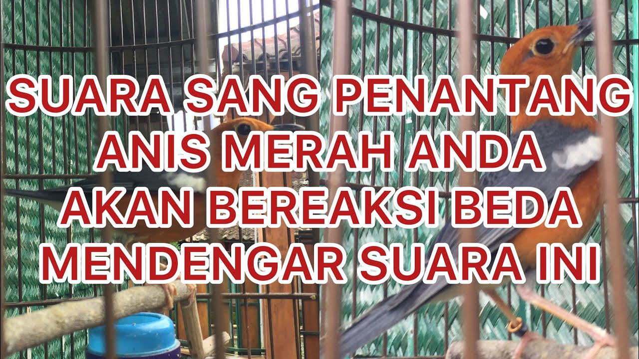 Kicauan Anis Merah Perangsang Gairah - Anis Merah Lain Pasti Bereaksi