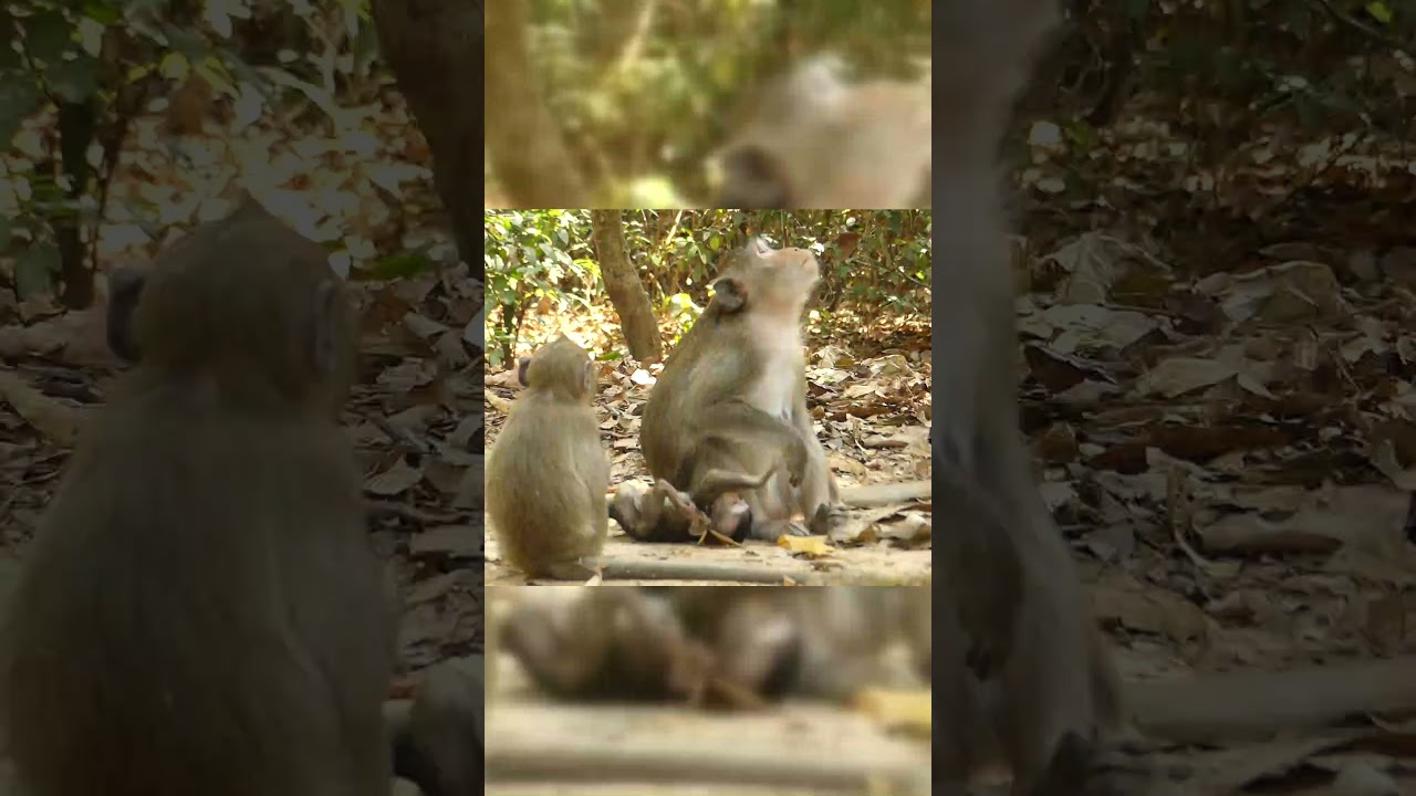 Lovely Newborn Baby Monkey - Cambodia Animals Lover 