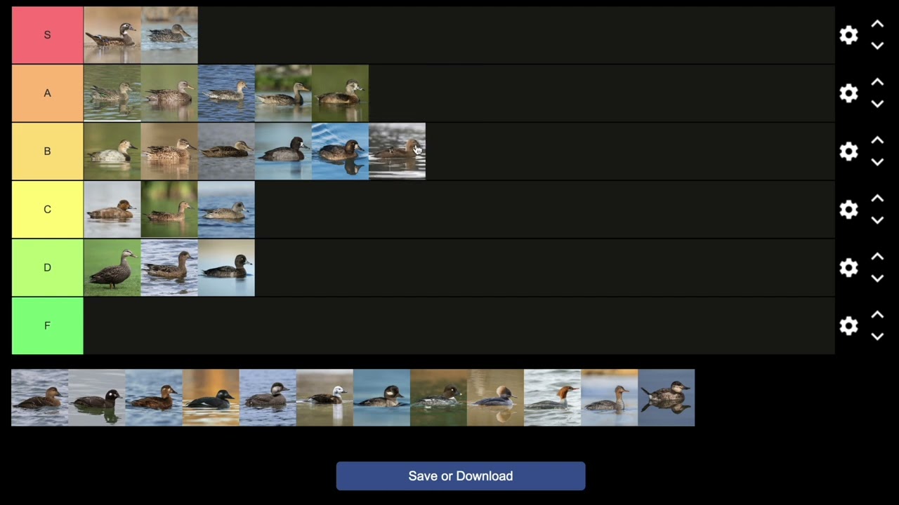North American FEMALE DUCK Tier List