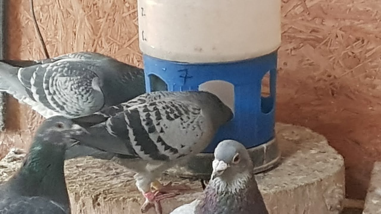 Szkodliwe działanie Podgrzewaczy do poideł ?.Zima w gołębniku 🕊❄🕊❄#pigeon #top #birds #gold