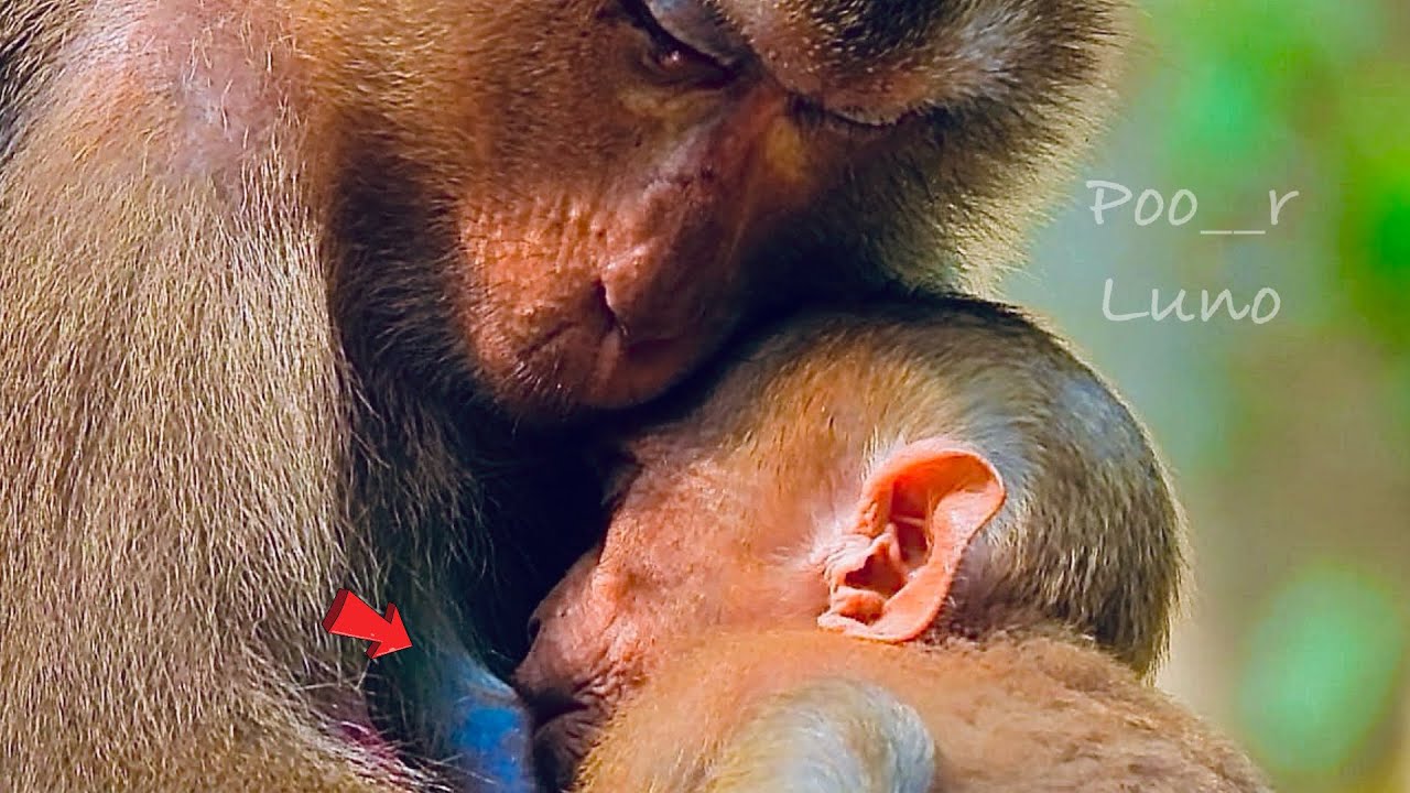Million s@dness poo__r Luno..!! Looking for a mother all day I am very hungry mama../ Sweet story..