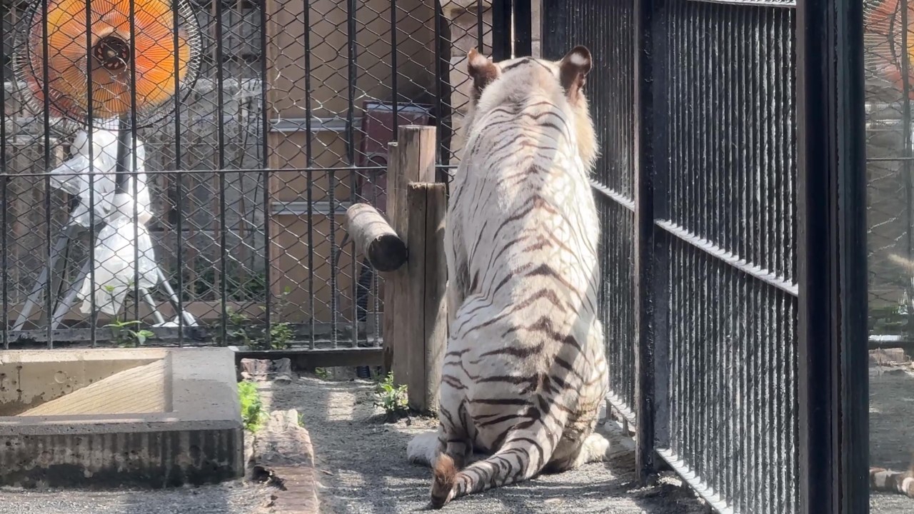 番外編 コタくんハクくんが気になるスカイさん【番外編】【東武動物公園】ホワイトタイガー
