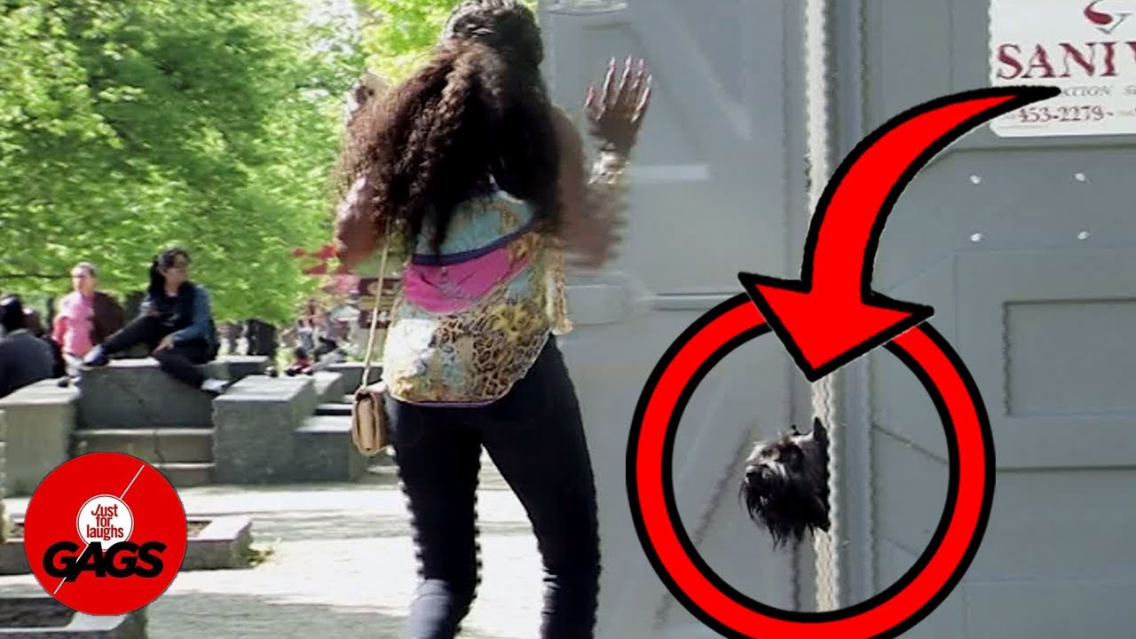 Street Dog Lives In Public Bathroom | Just For Laughs Gags