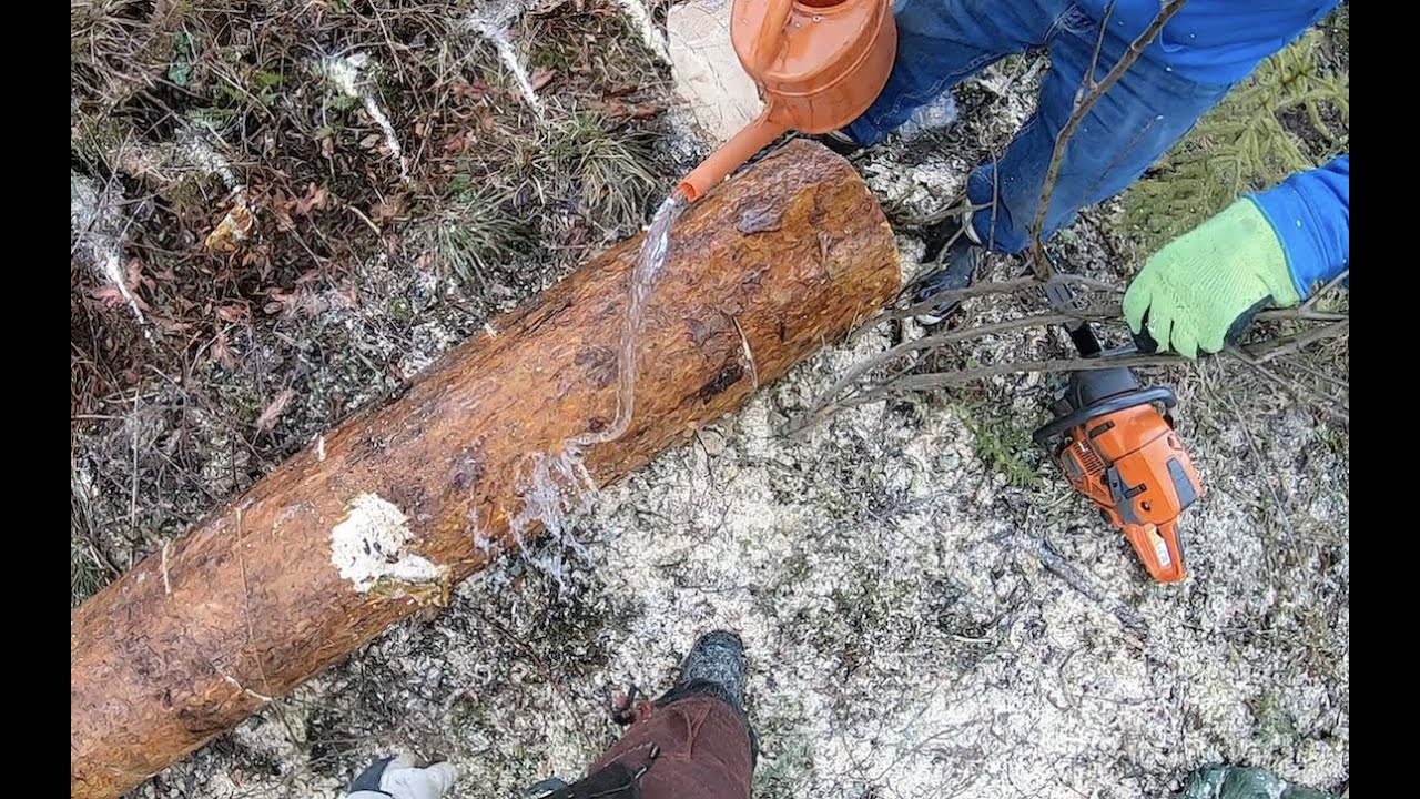Puu kasvaa kastelemalla, mutta miten pitkä tämä mänty on? How Tall Is This Pine?