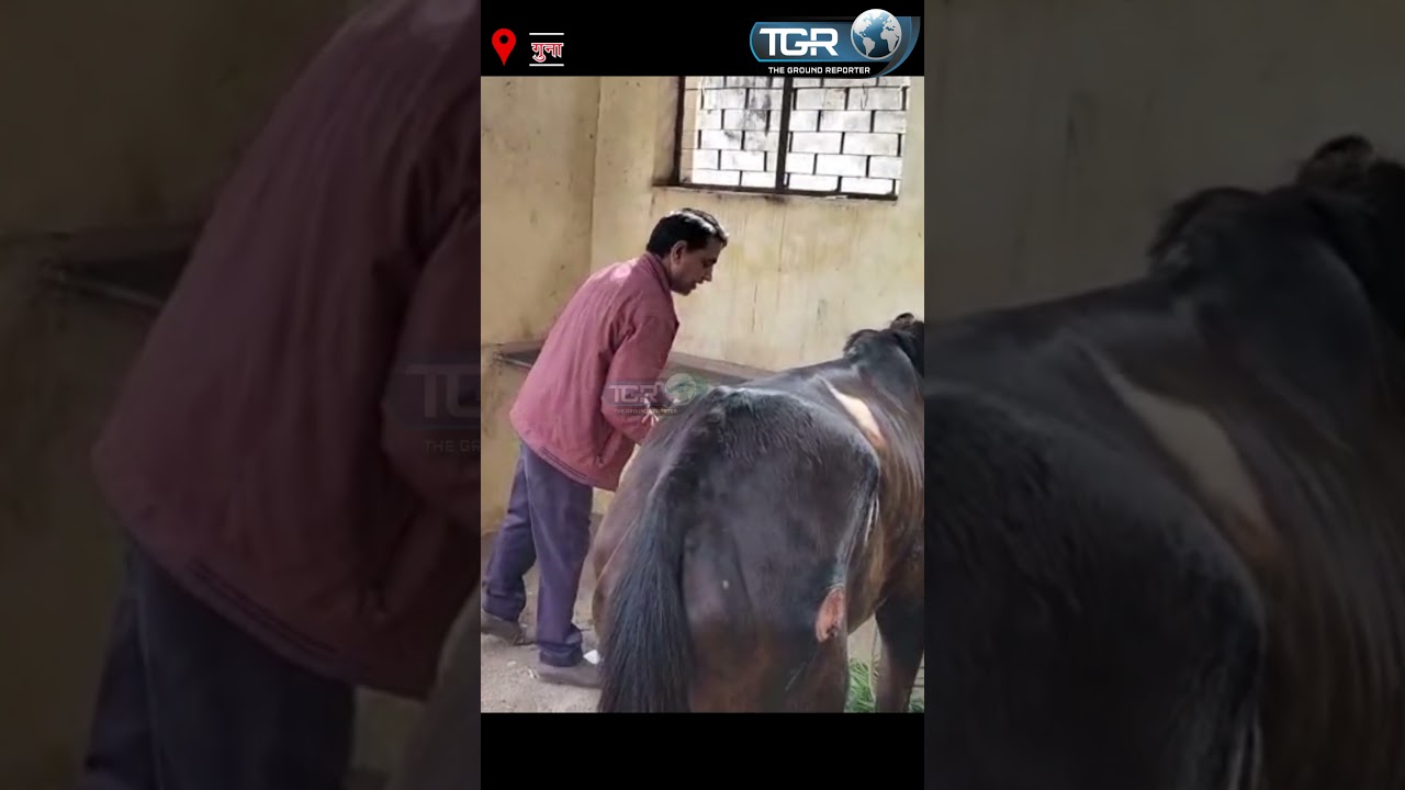 बीमार घोड़े को मिली नई जिंदगी | राष्ट्रवादी संघ ने दिखाई मानवता ⁨@TGR_News⁩
