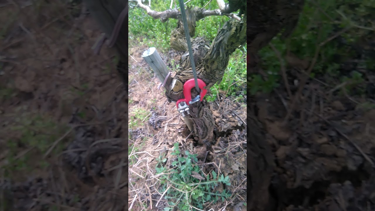 Ev yapımı vinçle bağ kökü çıkarma