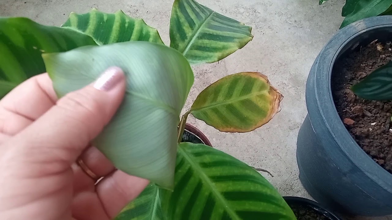 Calateia ou Maranta o amor e o mesmo 🥰😍