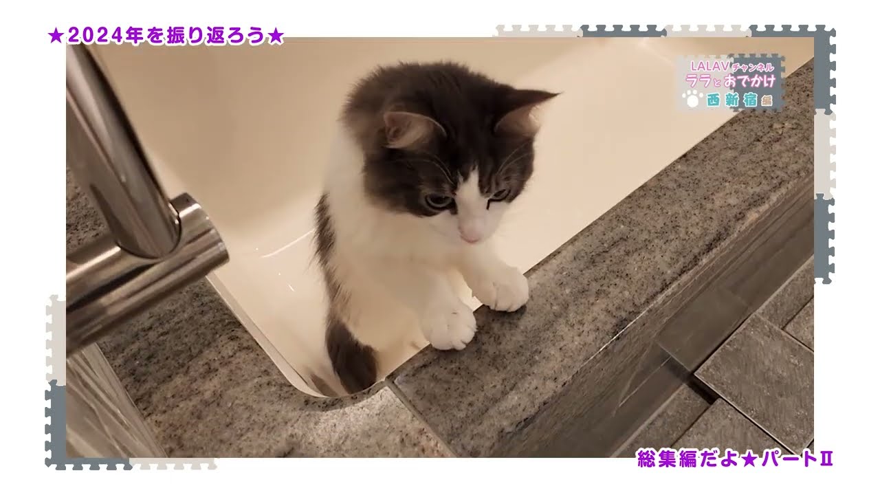 ノルウェージャンかわいい名場面を振り返る総集編！パート②【新年2025】