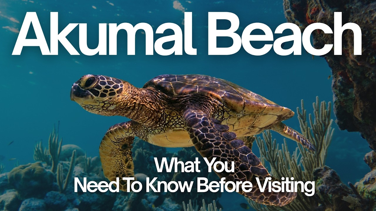 Hunting For Turtles At Playa Akumal Beach Mexico 2026 | What You Need To Know Before Visiting