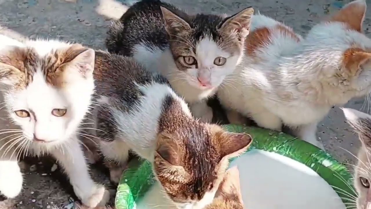 Paw Stary cats and their life 