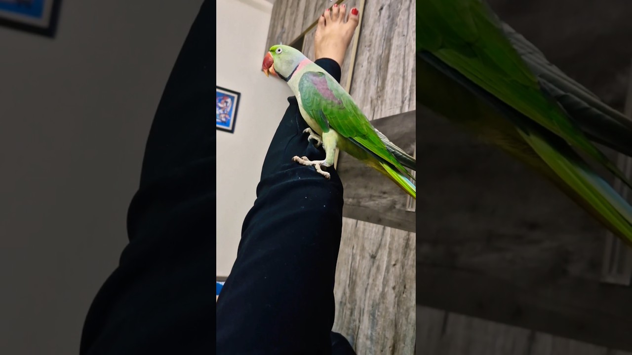 Pablo Mummy ka fitness Trainer 😁 😂 #shorts  #Parrot #Funny #fitness