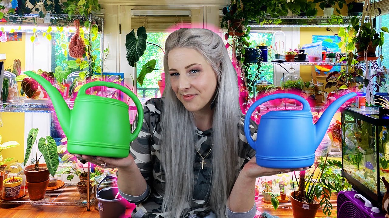How to Water a Large Collection of House Plants